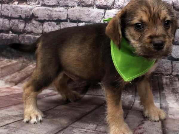 Snuggle DOG Male Chocolate & Tan 16543 Petland Wichita, Kansas