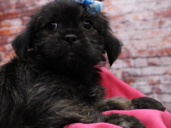 Shorkie DOG Female Brindle 16542 Petland Wichita, Kansas