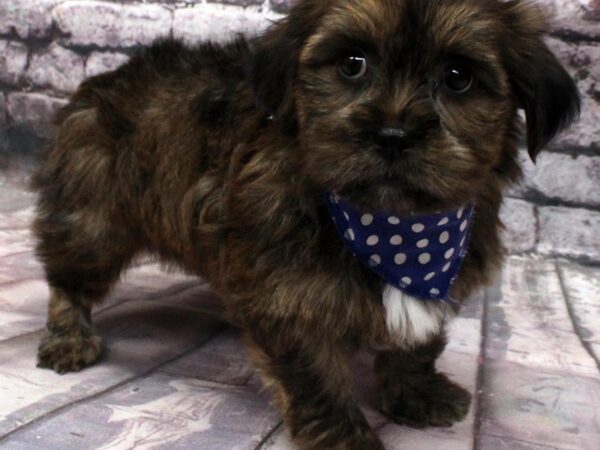 Shorkie DOG Male Brindle 16540 Petland Wichita, Kansas