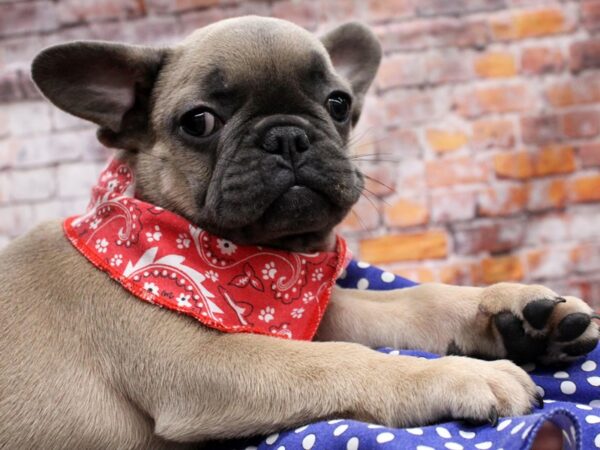 French Bulldog DOG Male Blue Fawn 16538 Petland Wichita, Kansas