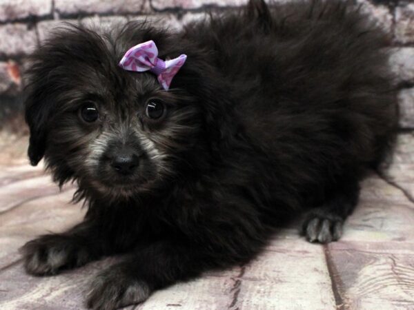 Pomchi DOG Female Black 16537 Petland Wichita, Kansas