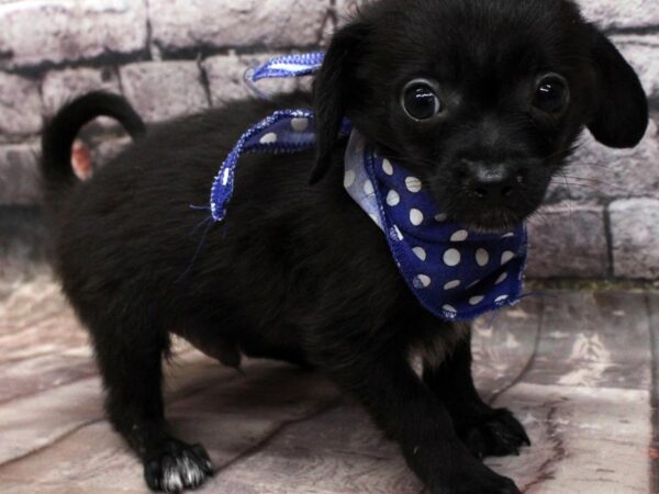 Pomchi DOG Male Black 16536 Petland Wichita, Kansas