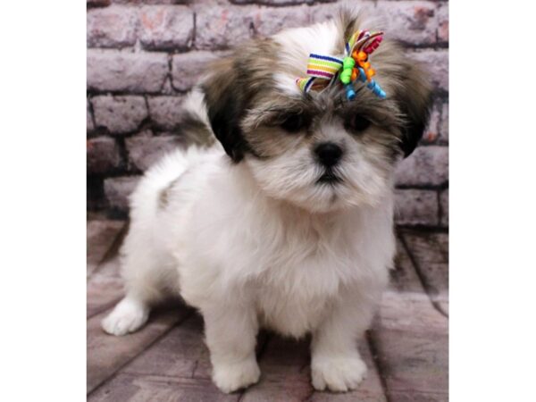 Shih Apso-DOG-Female-White & Gold-16534-Petland Wichita, Kansas