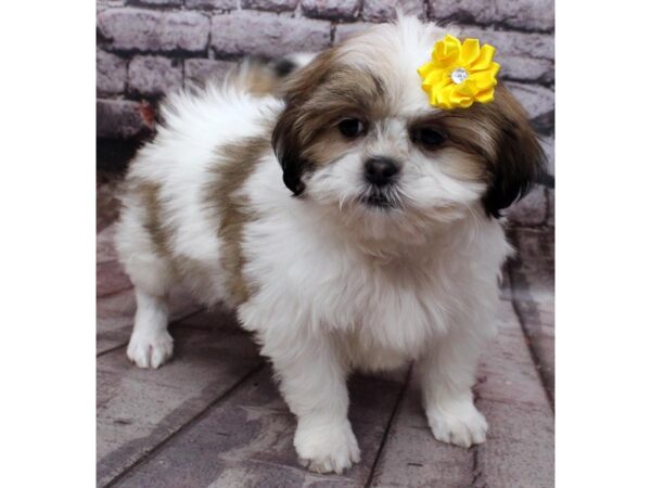 Shih Apso DOG Female Gold & White 16533 Petland Wichita, Kansas