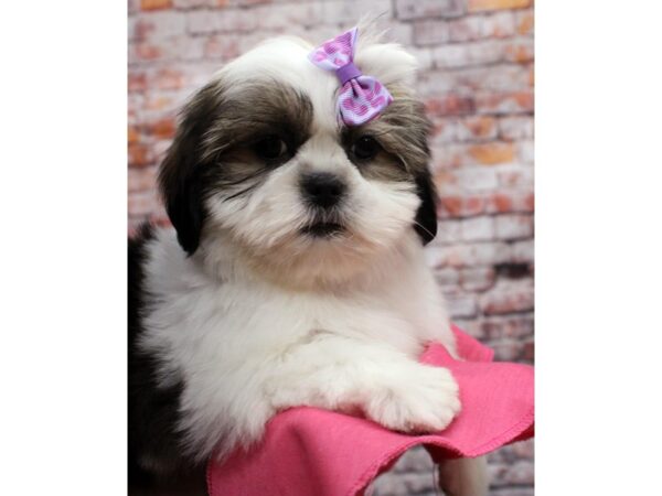 Shih Apso DOG Female Gold & white 16532 Petland Wichita, Kansas