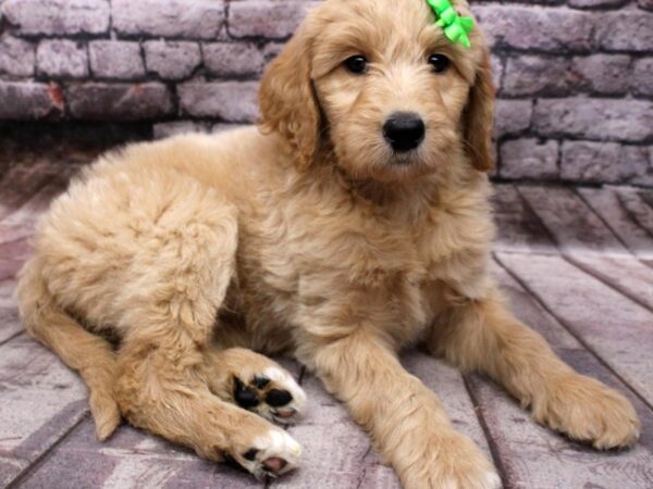 F1B Goldendoodle DOG Female Golden 16531 Petland Wichita, Kansas