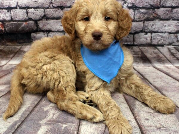F1B Goldendoodle-DOG-Male-Golden-16530-Petland Wichita, Kansas