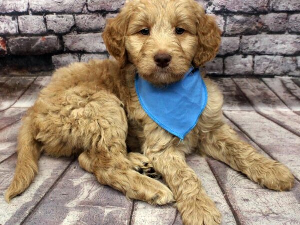 F1B Goldendoodle DOG Male Golden 16530 Petland Wichita, Kansas