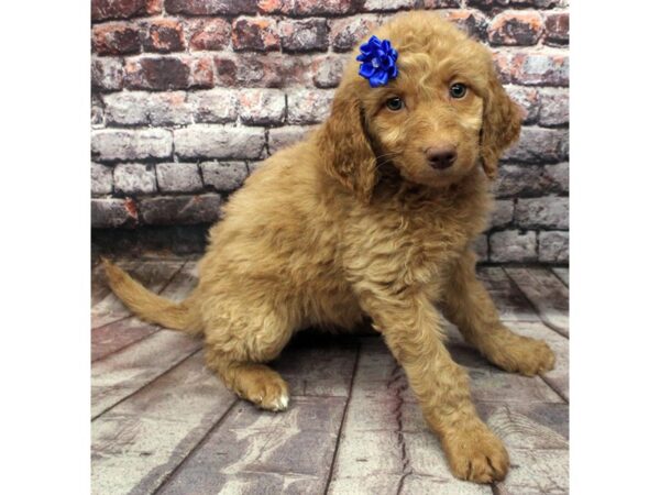 F1B Goldendoodle DOG Female Golden 16529 Petland Wichita, Kansas