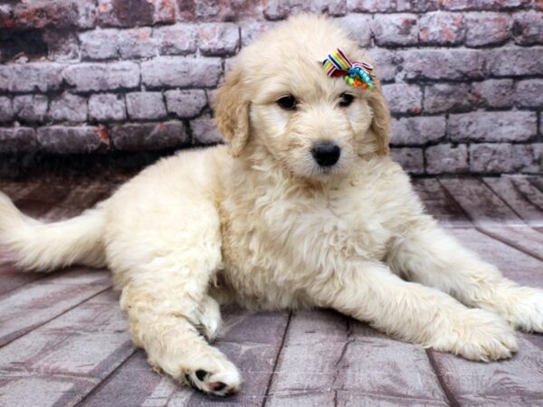 F1B Goldendoodle DOG Female Golden 16528 Petland Wichita, Kansas