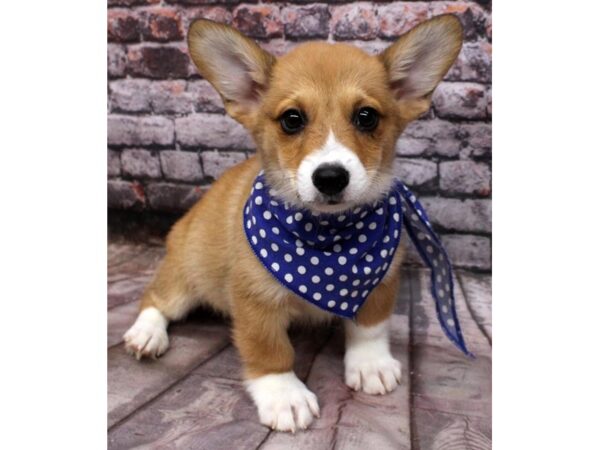 Pembroke Welsh Corgi DOG Male Red & White 16527 Petland Wichita, Kansas