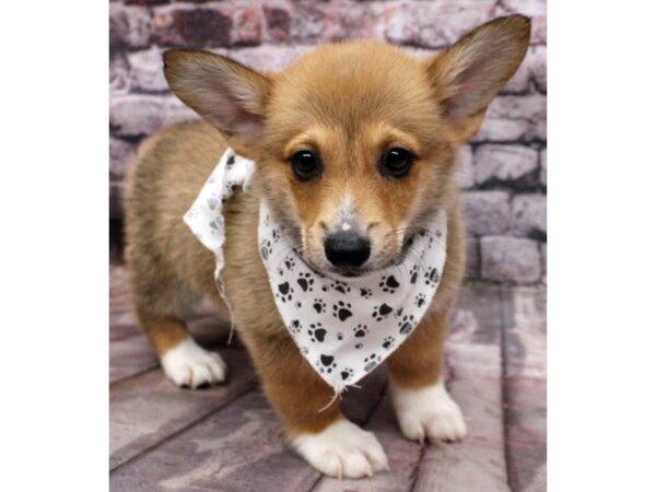 Pembroke Welsh Corgi-DOG-Male-Red & White-16526-Petland Wichita, Kansas