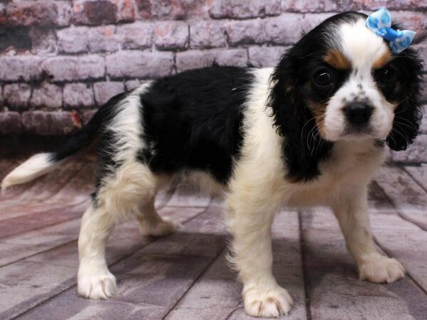 Cavalier King Charles Spaniel DOG Female Tri 16525 Petland Wichita, Kansas