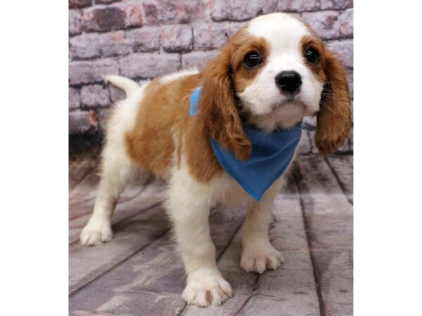 Cavalier King Charles Spaniel DOG Male Blenheim 16523 Petland Wichita, Kansas