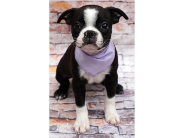 Boston Terrier DOG Female Blk & White 16561 Petland Wichita, Kansas