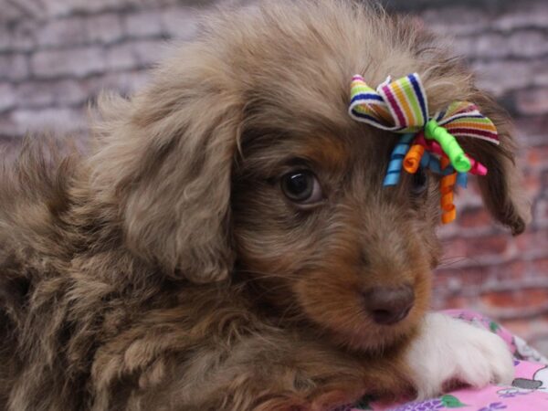 Mini Aussiedoodle DOG Female Red Merle 16560 Petland Wichita, Kansas