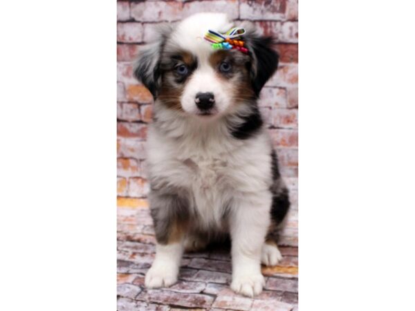 Mini Australian Shepherd-DOG-Female-Blue Merle-16559-Petland Wichita, Kansas