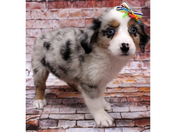 Mini Australian Shepherd DOG Female Blue Merle 16558 Petland Wichita, Kansas