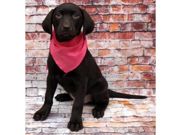 English Labrador Retriever DOG Female Chocolate 16557 Petland Wichita, Kansas