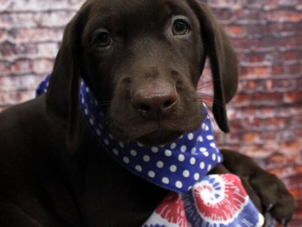 English Labrador Retriever DOG Male Chocolate 16556 Petland Wichita, Kansas