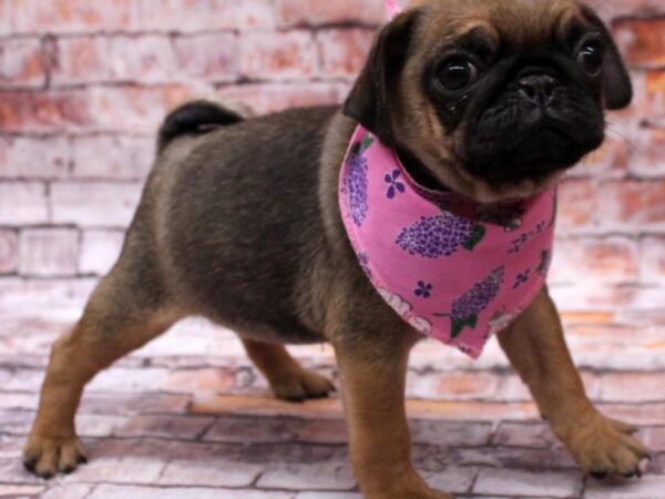 Pug-DOG-Female-Apricot-16555-Petland Wichita, Kansas