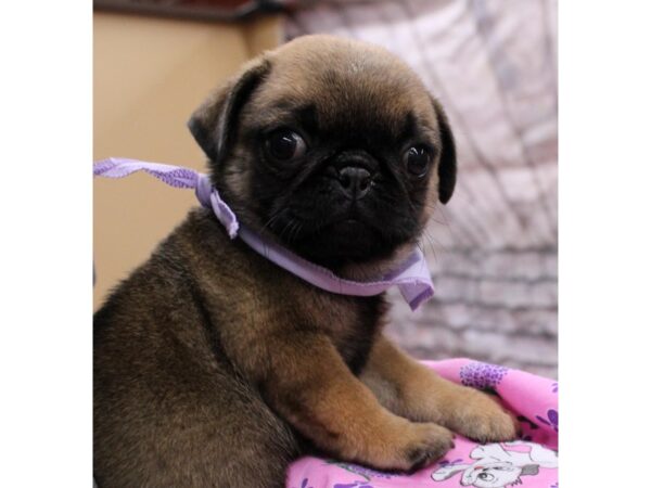 Pug DOG Female Apricot 16554 Petland Wichita, Kansas