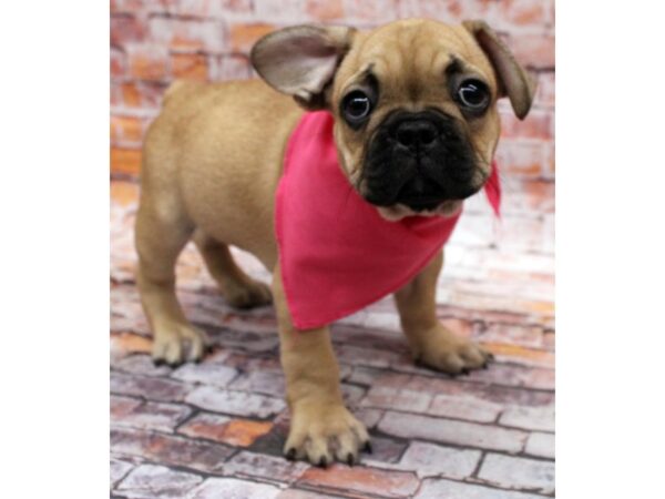 French Bulldog-DOG-Female-Fawn & Black Mask-16553-Petland Wichita, Kansas
