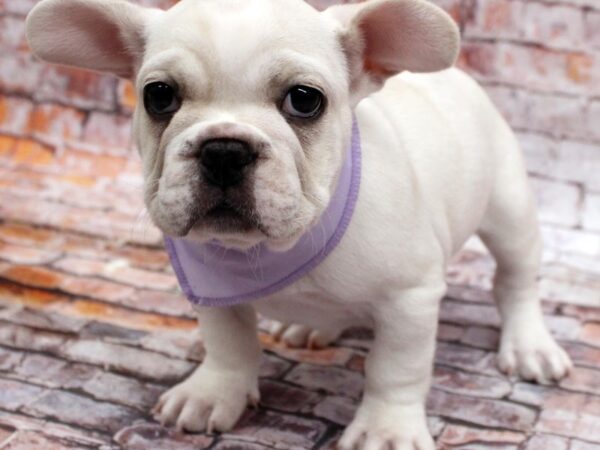 French Bulldog-DOG-Female-Cream Piebald-16551-Petland Wichita, Kansas