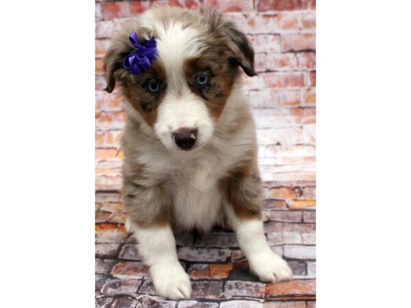 Miniature Austrailian Shepherd-DOG-Female-Red Merle-16549-Petland Wichita, Kansas