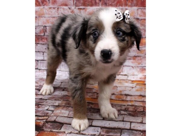 Miniature Austrailian Shepherd DOG Female Blue Merle 16548 Petland Wichita, Kansas