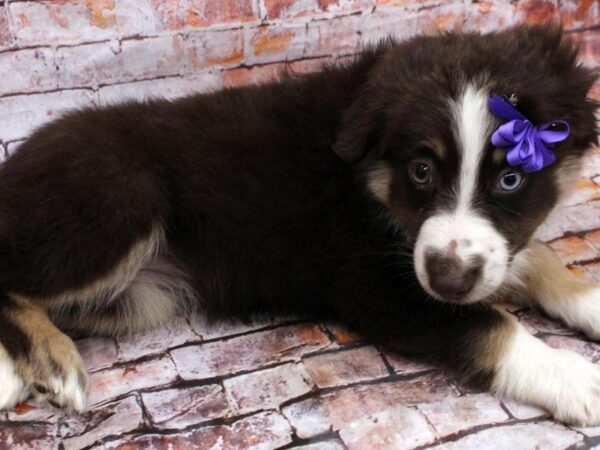 Miniature Austrailian Shepherd-DOG-Female-Red Tri-16547-Petland Wichita, Kansas