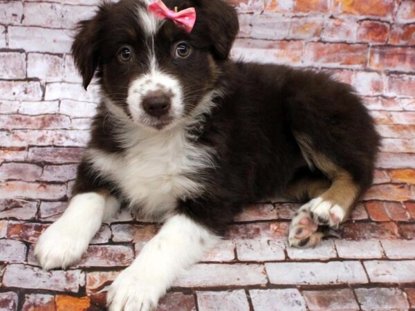 Miniature Austrailian Shepherd-DOG-Female-Red Tri-16546-Petland Wichita, Kansas