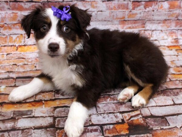 Miniature Austrailian Shepherd-DOG-Female-Red Tri-16545-Petland Wichita, Kansas