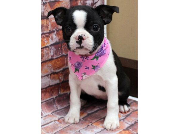 Boston Terrier-DOG-Female-Blk & White-16562-Petland Wichita, Kansas