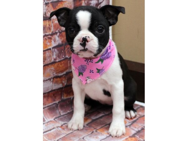 Boston Terrier DOG Female Blk & White 16562 Petland Wichita, Kansas