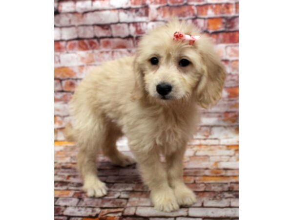 Mini Goldendoodle-DOG-Female-Golden-16588-Petland Wichita, Kansas