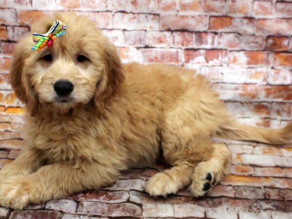 Mini Goldendoodle-DOG-Female-Golden-16587-Petland Wichita, Kansas