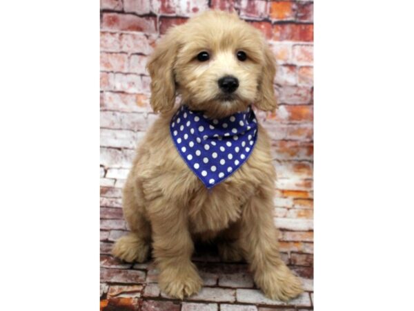 Mini Goldendoodle-DOG-Male-Golden-16586-Petland Wichita, Kansas