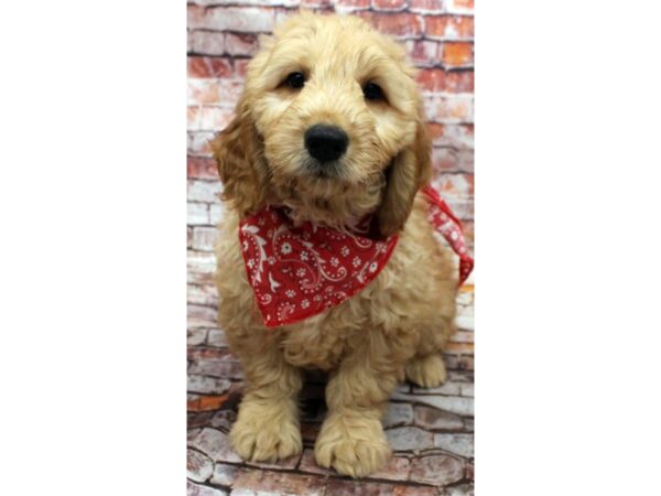 Mini Goldendoodle DOG Male Golden 16585 Petland Wichita, Kansas