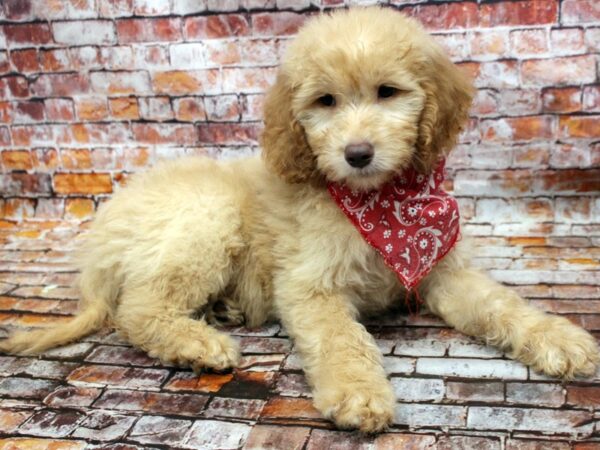 F1B Goldendoodle DOG Male Golden 16583 Petland Wichita, Kansas