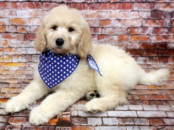 F1B Goldendoodle-DOG-Male-Cream-16582-Petland Wichita, Kansas