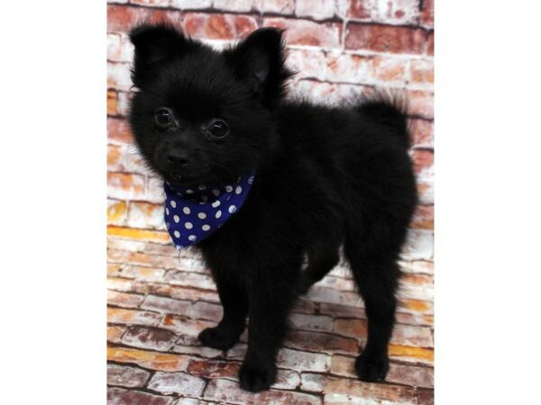 Pomchi DOG Male Black 16581 Petland Wichita, Kansas