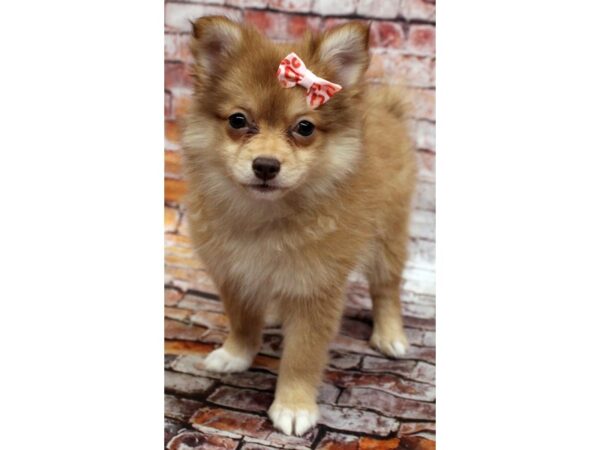 Pomchi-DOG-Female-Red-16580-Petland Wichita, Kansas