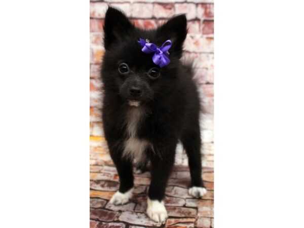 Pomchi DOG Female Black & White 16579 Petland Wichita, Kansas