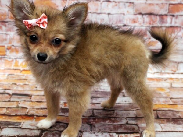 Pomchi DOG Female Red 16578 Petland Wichita, Kansas