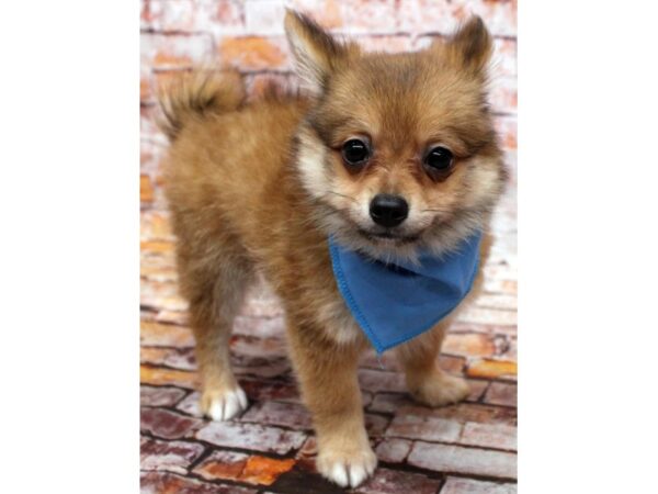 Pomchi DOG Male Red Sable 16577 Petland Wichita, Kansas