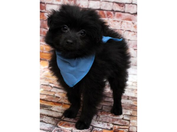 Malti Pom-DOG-Male-Black-16575-Petland Wichita, Kansas