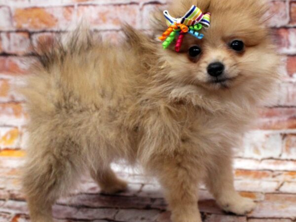 Pomeranian DOG Female Sable 16573 Petland Wichita, Kansas