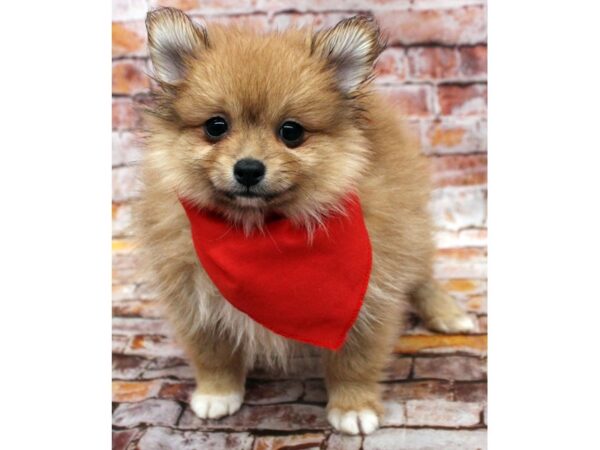 Pomeranian DOG Male Red 16572 Petland Wichita, Kansas