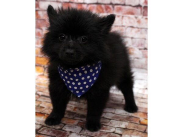 Pomeranian-DOG-Male-Black-16571-Petland Wichita, Kansas
